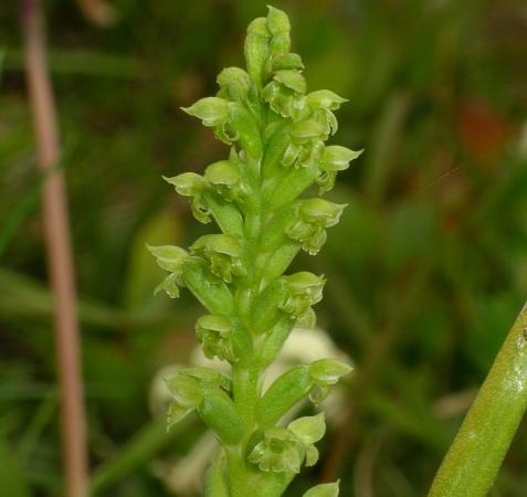 Microtis arenaria - Notched Onion Orchid.jpg